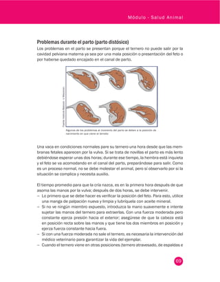 69
Módulo - Salud Animal
Problemas durante el parto (parto distósico)
Los problemas en el parto se presentan porque el ternero no puede salir por la
cavidad pelviana materna ya sea por una mala posición o presentación del feto o
por haberse quedado encajado en el canal de parto.
Fuente:InstitutoBabcock-UWisconsin.
Algunos de los problemas al momento del parto se deben a la posición de
nacimiento en que viene el terneto
Una vaca en condiciones normales pare su ternero una hora desde que las mem-
branas fetales aparecen por la vulva. Si se trata de novillas el parto es más lento
debiéndose esperar unas dos horas; durante ese tiempo, la hembra está inquieta
y el feto se va acomodando en el canal del parto, preparándose para salir. Como
es un proceso normal, no se debe molestar el animal, pero sí observarlo por si la
situación se complica y necesita auxilio.
El tiempo promedio para que la cría nazca, es en la primera hora después de que
asoma las manos por la vulva; después de dos horas, se debe intervenir.
−− Lo primero que se debe hacer es verificar la posición del feto. Para esto, utilice
una manga de palpación nueva y limpia y lubríquela con aceite mineral.
−− Si no ve ningún miembro expuesto, introduzca la mano suavemente e intente
sujetar las manos del ternero para extraerlas. Con una fuerza moderada pero
constante ejerza presión hacia el exterior; asegúrese de que la cabeza está
en posición recta sobre las manos y que tiene los dos miembros en posición y
ejerza fuerza constante hacia fuera.
−− Si con una fuerza moderada no sale el ternero, es necesaria la intervención del
médico veterinario para garantizar la vida del ejemplar.
−− Cuando el ternero viene en otras posiciones (ternero atravesado, de espaldas e
 