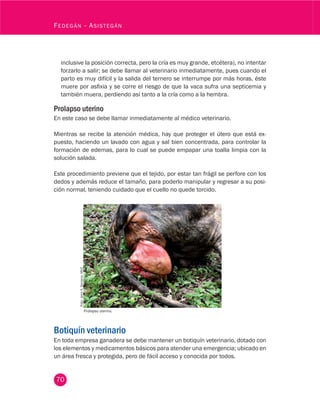 70
Fedegán - Asistegán
inclusive la posición correcta, pero la cría es muy grande, etcétera), no intentar
forzarlo a salir; se debe llamar al veterinario inmediatamente, pues cuando el
parto es muy difícil y la salida del ternero se interrumpe por más horas, éste
muere por asfixia y se corre el riesgo de que la vaca sufra una septicemia y
también muera, perdiendo así tanto a la cría como a la hembra.
Prolapso uterino
En este caso se debe llamar inmediatamente al médico veterinario.
Mientras se recibe la atención médica, hay que proteger el útero que está ex-
puesto, haciendo un lavado con agua y sal bien concentrada, para controlar la
formación de edemas, para lo cual se puede empapar una toalla limpia con la
solución salada.
Este procedimiento previene que el tejido, por estar tan frágil se perfore con los
dedos y además reduce el tamaño, para poderlo manipular y regresar a su posi-
ción normal, teniendo cuidado que el cuello no quede torcido.
Foto:JairoA.Serrano.MVZ
Prolapso uterino.
Botiquín veterinario
En toda empresa ganadera se debe mantener un botiquín veterinario, dotado con
los elementos y medicamentos básicos para atender una emergencia; ubicado en
un área fresca y protegida, pero de fácil acceso y conocida por todos.
 