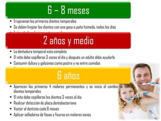 6 – 8 meses
• Erupcionan los primeros dientes temporales
• Se deben limpiar los dientes con una gasa o paño húmedo, todos los días
• Evitar darle golosinas entre comidas
2 años y medio
• La dentadura temporal esta completa
• El niño debe cepillarse 3 veces al día y después un adulto debe ayudarlo
• Consumir dulces y golosinas como postre y no entre comidas
• Evitar que muerda cosas
6 años
• Aparecen los primeros 4 molares permanentes y se inicia el cambio de los
dientes temporales
• El niño debe cepillarse los dientes 3 veces al día
• Realizar detección de placa dentobacteriana
• Visitar al dentista cada 6 meses
• Aplicar selladores de fosas y fisuras en molares sanos
 