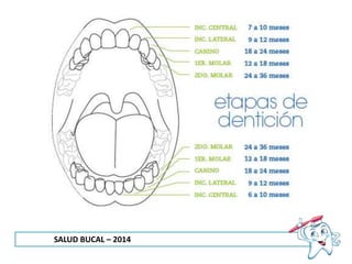SALUD BUCAL – 2014
 