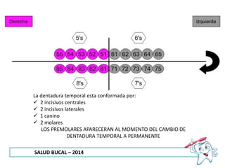SALUD BUCAL – 2014
La dentadura temporal esta conformada por:
 2 incisivos centrales
 2 incisivos laterales
 1 canino
 2 molares
LOS PREMOLARES APARECERAN AL MOMENTO DEL CAMBIO DE
DENTADURA TEMPORAL A PERMANENTE
 