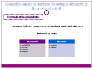 Los monosacáridos son transportados con rapidez al interior de las bacterias
Formación de ácidos
 