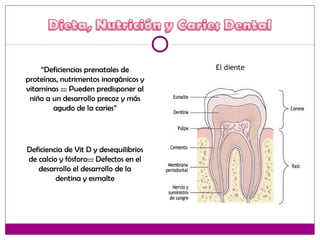 “Deficiencias prenatales de
proteínas, nutrimentos inorgánicos y
vitaminas :::: Pueden predisponer al
niño a un desarrollo precoz y más
agudo de la caries”
Deficiencia de Vit D y desequilibrios
de calcio y fósforo:::: Defectos en el
desarrollo el desarrollo de la
dentina y esmalte
 