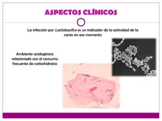 La infección por Lactobacillus es un indicador de la actividad de la
caries en ese momento
Ambiente acidogénico
relacionado con el consumo
frecuente de carbohidratos
 