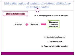 “Es el más cariogénico de todos los azúcares”
S. mutans Sacarosa
Cápsulas de
polisacárido
extracelular
1.- Aumenta la adherencia
2.- Resistencia a Ab
3.- Favorece a los ácidos orgánicos
 