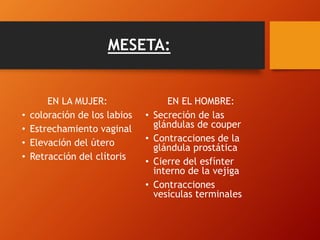 MESETA: 
EN LA MUJER: 
• coloración de los labios 
• Estrechamiento vaginal 
• Elevación del útero 
• Retracción del clítoris 
EN EL HOMBRE: 
• Secreción de las 
glándulas de couper 
• Contracciones de la 
glándula prostática 
• Cierre del esfínter 
interno de la vejiga 
• Contracciones 
vesículas terminales 
 