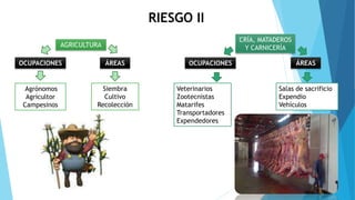 AGRICULTURA
Agrónomos
Agricultor
Campesinos
Siembra
Cultivo
Recolección
CRÍA, MATADEROS
Y CARNICERÍA
Salas de sacrificio
Expendio
Vehículos
Veterinarios
Zootecnistas
Matarifes
Transportadores
Expendedores
RIESGO II
OCUPACIONES ÁREAS ÁREASOCUPACIONES
 