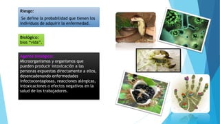Riesgo:
Se define la probabilidad que tienen los
individuos de adquirir la enfermedad.
Biológico:
bios “vida”.
Agente biológico:
Microorganismos y organismos que
pueden producir intoxicación a las
personas expuestas directamente a ellos,
desencadenando enfermedades
infectocontagiosas, reacciones alérgicas,
intoxicaciones o efectos negativos en la
salud de los trabajadores.
 