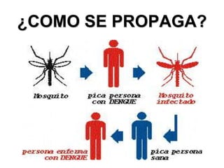 ¿COMO SE PROPAGA?
 
