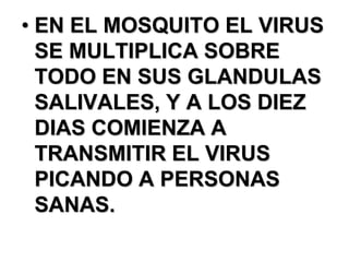 • EN EL MOSQUITO EL VIRUS
  SE MULTIPLICA SOBRE
  TODO EN SUS GLANDULAS
  SALIVALES, Y A LOS DIEZ
  DIAS COMIENZA A
  TRANSMITIR EL VIRUS
  PICANDO A PERSONAS
  SANAS.
 