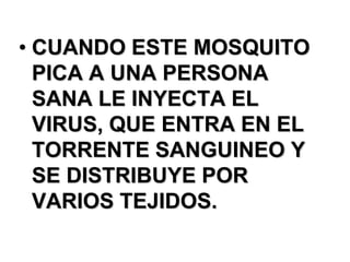 • CUANDO ESTE MOSQUITO
  PICA A UNA PERSONA
  SANA LE INYECTA EL
  VIRUS, QUE ENTRA EN EL
  TORRENTE SANGUINEO Y
  SE DISTRIBUYE POR
  VARIOS TEJIDOS.
 