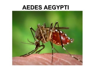 AEDES AEGYPTI 