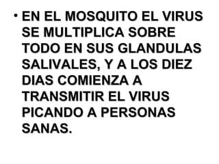 EN EL MOSQUITO EL VIRUS SE MULTIPLICA SOBRE TODO EN SUS GLANDULAS SALIVALES, Y A LOS DIEZ DIAS COMIENZA A TRANSMITIR EL VIRUS PICANDO A PERSONAS SANAS. 
