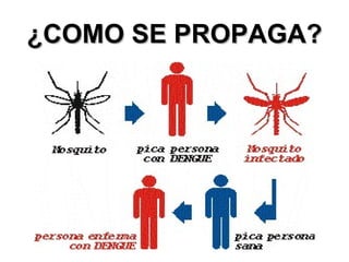 ¿COMO SE PROPAGA? 