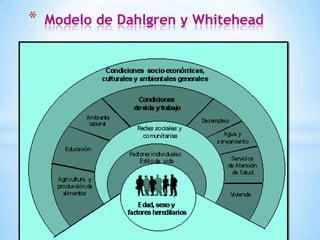 MODELO DE DAHLGREN Y WHITEHEAD