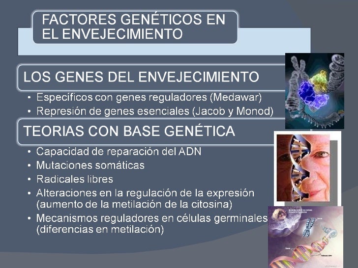 Envejecimiento, Holístico
