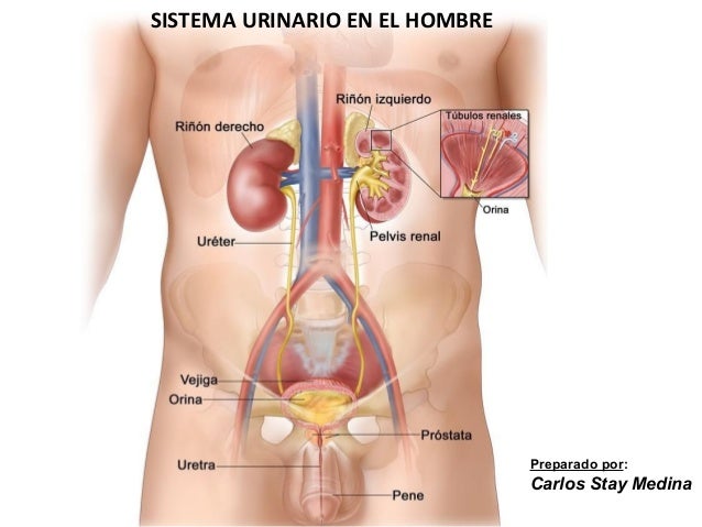 Resultado de imagen de aparato urinario en el hombre