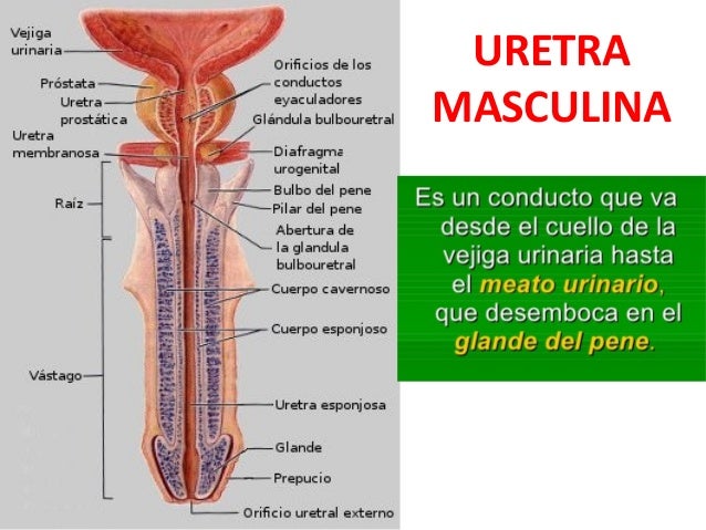 La naturaleza del dolor en la espalda