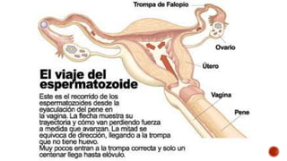 SEMANA 4 DE
EMBARAZO
En la semana 4 de embarazo, de cuatro a siete días después de
la fecundación, se produce la implanta...