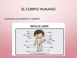 EL CUERPO HUMANO
¿CONOCES LAS PARTES DE TU CUERPO?
 