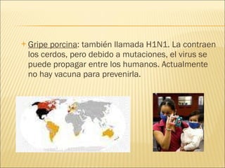 Gripe porcina : también llamada H1N1. La contraen los cerdos, pero debido a mutaciones, el virus se puede propagar entre los humanos. Actualmente no hay vacuna para prevenirla. 