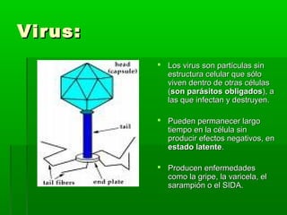 Virus:Virus:
 Los virus son partículas sinLos virus son partículas sin
estructura celular que sóloestructura celular que sólo
viven dentro de otras célulasviven dentro de otras células
((son parásitos obligadosson parásitos obligados), a), a
las que infectan y destruyen.las que infectan y destruyen.
 Pueden permanecer largoPueden permanecer largo
tiempo en la célula sintiempo en la célula sin
producir efectos negativos, enproducir efectos negativos, en
estado latenteestado latente..
 Producen enfermedadesProducen enfermedades
como la gripe, la varicela, elcomo la gripe, la varicela, el
sarampión o el SIDA.sarampión o el SIDA.
 
