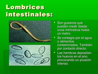 LombricesLombrices
intestinales:intestinales:
 Son gusanos queSon gusanos que
pueden medir desdepueden medir desde
unos milímetros hastaunos milímetros hasta
un metro.un metro.
 Se contagia por el aguaSe contagia por el agua
o alimentoso alimentos
contaminados. Tambiéncontaminados. También
por contacto directo.por contacto directo.
 Las hembras depositanLas hembras depositan
los huevos en el ano,los huevos en el ano,
provocando un picazónprovocando un picazón
intenso.intenso.
 