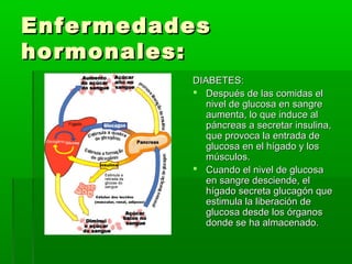 EnfermedadesEnfermedades
hormonales:hormonales:
DIABETES:DIABETES:
 Después de las comidas elDespués de las comidas el
nivel de glucosa en sangrenivel de glucosa en sangre
aumenta, lo que induce alaumenta, lo que induce al
páncreas a secretar insulina,páncreas a secretar insulina,
que provoca la entrada deque provoca la entrada de
glucosa en el hígado y losglucosa en el hígado y los
músculos.músculos.
 Cuando el nivel de glucosaCuando el nivel de glucosa
en sangre desciende, elen sangre desciende, el
hígado secreta glucagón quehígado secreta glucagón que
estimula la liberación deestimula la liberación de
glucosa desde los órganosglucosa desde los órganos
donde se ha almacenado.donde se ha almacenado.
 