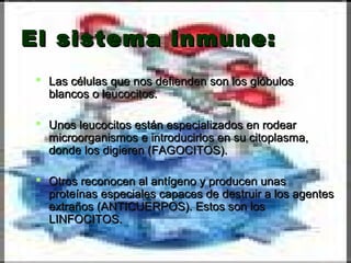 El sistema inmune:El sistema inmune:
 Las células que nos defienden son los glóbulosLas células que nos defienden son los glóbulos
blancos o leucocitos.blancos o leucocitos.
 Unos leucocitos están especializados en rodearUnos leucocitos están especializados en rodear
microorganismos e introducirlos en su citoplasma,microorganismos e introducirlos en su citoplasma,
donde los digieren (FAGOCITOS).donde los digieren (FAGOCITOS).
 Otros reconocen al antígeno y producen unasOtros reconocen al antígeno y producen unas
proteínas especiales capaces de destruir a los agentesproteínas especiales capaces de destruir a los agentes
extraños (ANTICUERPOS). Estos son losextraños (ANTICUERPOS). Estos son los
LINFOCITOS.LINFOCITOS.
 