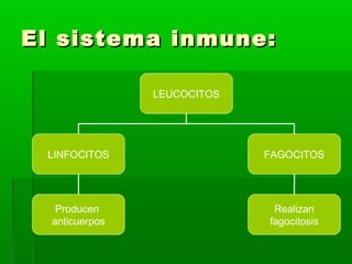 El sistema inmune:El sistema inmune:
LEUCOCITOS
LINFOCITOS FAGOCITOS
Producen
anticuerpos
Realizan
fagocitosis
 