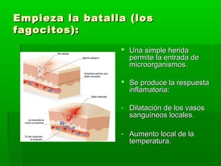 Empieza la batalla (losEmpieza la batalla (los
fagocitos):fagocitos):
 Una simple heridaUna simple herida
permite la entrada depermite la entrada de
microorganismos.microorganismos.
 Se produce la respuestaSe produce la respuesta
inflamatoria:inflamatoria:
- Dilatación de los vasosDilatación de los vasos
sanguíneos locales.sanguíneos locales.
- Aumento local de laAumento local de la
temperatura.temperatura.
 