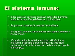 El sistema inmune:El sistema inmune:
 Si los agentes extraños superan estas dos barreras,Si los agentes extraños superan estas dos barreras,
actúa la tercera línea defensiva: los linfocitos.actúa la tercera línea defensiva: los linfocitos.
 Se pone en marcha la reacción inmunitaria:Se pone en marcha la reacción inmunitaria:
- El fagocito expone componentes del agente extraño aEl fagocito expone componentes del agente extraño a
los linfocitos.los linfocitos.
- Cuando recibe la señal adecuada, el linfocito se- Cuando recibe la señal adecuada, el linfocito se
multiplica, originando gran cantidad de linfocitosmultiplica, originando gran cantidad de linfocitos
similares a él, con la capacidad de fabricar un tipo desimilares a él, con la capacidad de fabricar un tipo de
anticuerpos.anticuerpos.
 