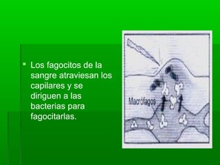  Los fagocitos de la
sangre atraviesan los
capilares y se
diriguen a las
bacterias para
fagocitarlas.
 
