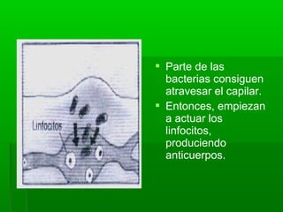  Parte de las
bacterias consiguen
atravesar el capilar.
 Entonces, empiezan
a actuar los
linfocitos,
produciendo
anticuerpos.
 