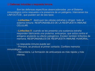Defensas inducidas o respuesta inmune. Son las defensas específicas desencadenadas  por el Sistema inmunológico como respuesta a la presencia de un patógeno. Intervienen los LINFOCITOS , que pueden ser de dos tipos: -  Linfocitos T  :  destruyen las células extrañas y dirigen  todo el  sistema inmune. RESPONSABLES DE LA RESPUESTA INMUNE  CELULAR. -  Linfocitos  B : cuando se les presenta una sustancia extraña  responden fabricando una proteína: anticuerpo, que actúa contra el  antígeno anulando su efecto patogénico. Existen también linfocitos de  memoria. RESPONSABLES DE RESPUESTA INMUNE HUMORAL. La respuesta inmune puede ser: - Primaria, se produce al primer contacto. Confiere memoria  inmunológica. - Secundaria. La formación de anticuerpos es más rápida y más  intensa. 
