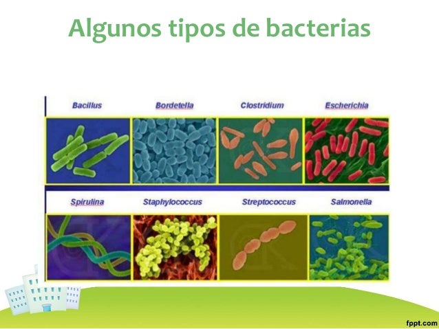 Resultado de imagen para tipos de bacterias y sus enfermedades