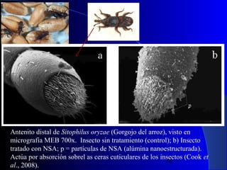 Antenito distal de Sitophilus oryzae (Gorgojo del arroz), visto en
micrografia MEB 700x. Insecto sin tratamiento (control); b) Insecto
tratado con NSA; p = partículas de NSA (alúmina nanoestructurada).
Actúa por absorción sobrel as ceras cuticulares de los insectos (Cook et
29/11/13
74
al., 2008).

 