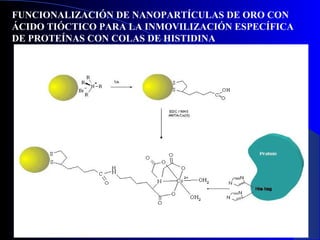 FUNCIONALIZACIÓN DE NANOPARTÍCULAS DE ORO CON
ÁCIDO TIÓCTICO PARA LA INMOVILIZACIÓN ESPECÍFICA
DE PROTEÍNAS CON COLAS DE HISTIDINA

29/11/13

78

 