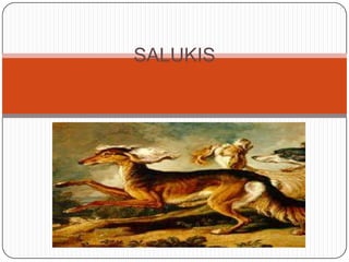 SALUKIS

 