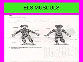 ELS MUSCULS 