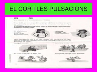 EL COR I LES PULSACIONS 