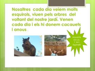Nosaltres cada dia veiem molts
esquirols, viuen pels arbres del
voltant del nostre jardí. Venen
cada dia i els hi donem cacauets
i anous .
Aquesta
soc jo,
l’ Ari i
Espinelli
 