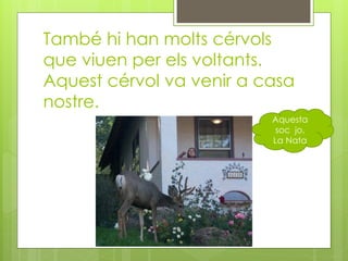 També hi han molts cérvols
que viuen per els voltants.
Aquest cérvol va venir a casa
nostre.
Aquesta
soc jo,
La Nata
 