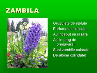 ZAMBILA

          Grupulete de stelute
          Parfumate si micute,
          Au inceput sa rasara
          Azi in prag de
            primavara!
          Sunt zambile colorate,
          De albine colindate!
 