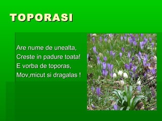 TOPORASI

Are nume de unealta,
Creste in padure toata!
E vorba de toporas,
Mov,micut si dragalas !
 