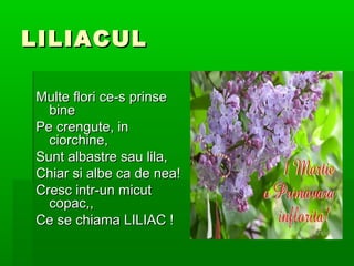 LILIACUL

Multe flori ce-s prinse
  bine
Pe crengute, in
  ciorchine,
Sunt albastre sau lila,
Chiar si albe ca de nea!
Cresc intr-un micut
  copac,,
Ce se chiama LILIAC !
 