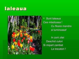 laleaua
           Sunt laleaua
          Cea mladioasa !
               Cu floare mandra
               si luminoasa!

                In zorii zilei
             Deschid culori
          Si mipart zambet
                La trecatori !
 