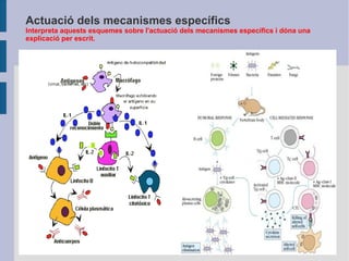 Actuació dels mecanismes específics

Interpreta aquests esquemes sobre l'actuació dels mecanismes específics i dóna una
explicació per escrit.

 