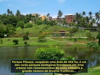 Parque Pituaçú, ocupando uma área de 450 ha, é um dos raros parques ecológicos brasileiros em área urbana com remanescentes da mata atlântica e grande número de árvores frutíferas... 