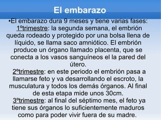 El embarazo
●El embarazo dura 9 meses y tiene varias fases:
    1ºtrimestre: la segunda semana, el embrión
    1ºtrimestre
queda rodeado y protegido por una bolsa llena de
   líquido, se llama saco amniótico. El embrión
   produce un órgano llamado placenta, que se
 conecta a los vasos sanguíneos el la pared del
                        útero.
  2ºtrimestre: en este periodo el embrión pasa a
  2ºtrimestre
  llamarse feto y va desarrollando el escroto, la
 musculatura y todos los demás órganos. Al final
          de esta etapa mide unos 30cm.
  3ºtrimestre: al final del séptimo mes, el feto ya
  3ºtrimestre
 tiene sus órganos lo suficientemente maduros
     como para poder vivir fuera de su madre.
 